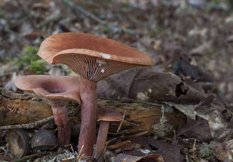 Lactarius camphoratus